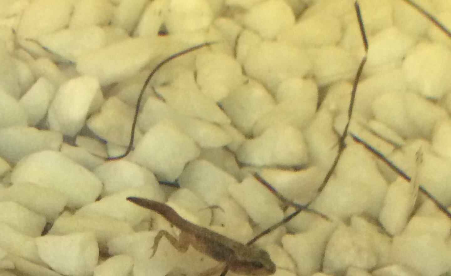 Image of Year 1 tadpole update